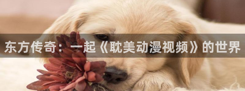 58动漫网址：东方传奇：一起《耽美动漫视频》的世界